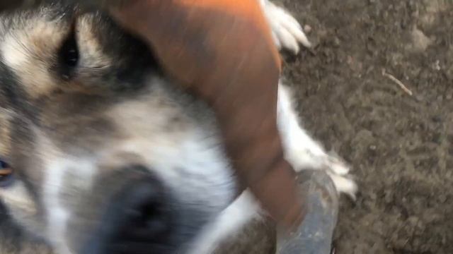 Собака поймала лису смотреть онлайн