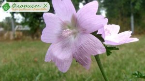 ? Виды мальвы, сорта и их описание