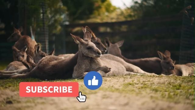 DINGO VS KANGAROO - Which Is The King Of Australia? смотреть онлайн