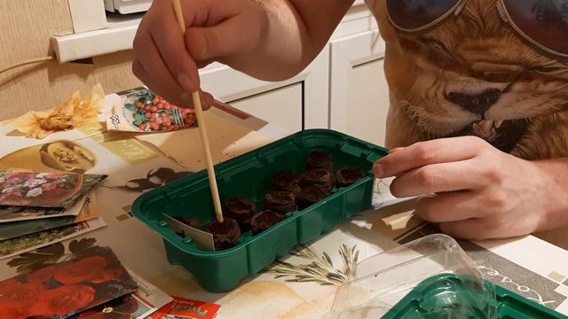 СЕКРЕТ ПОСЕВА КОМНАТНОГО ТОМАТА БОНСАЙ В ТОРФОТАБЛЕТКИ! УРОЖАЙ НА БАЛКОНЕ???? смотреть онлайн