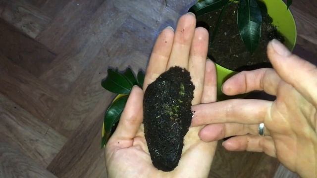 Как удалить косточку манго из грунта без пересадки? смотреть онлайн