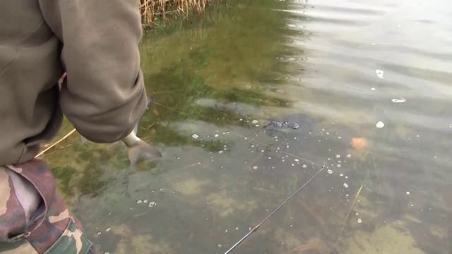 ЛЕЩ НА МАКУШАТНИК,