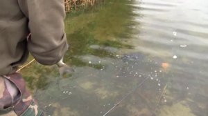 ЛЕЩ НА МАКУШАТНИК,