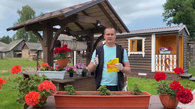 Качественная подкормка пеларгонии смотреть онлайн