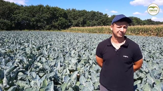 Як виростити цвітну капусту. Інтерв'ю з агрономом | Овочі.Смак успіху смотреть онлайн