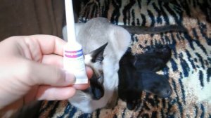 У моей кошки Геры запор после родов, справляемся с проблемой