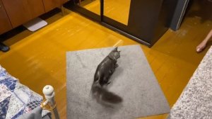 Вы должны знать это перед тем, как покупать котёнка Мейн-кун