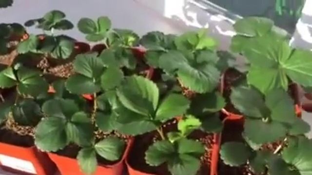 Секреты выращивания земляники. Земляника в Сибири смотреть онлайн