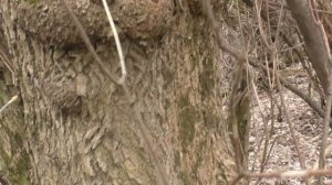 Сок Ясенелистного клена. Как выглядит Ясенелистный клен.