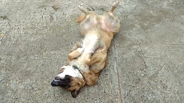 Говорящий пёс.