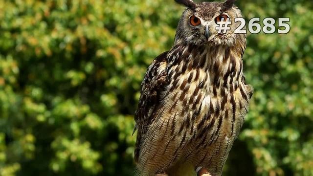 #2685. Совы (В мире животных) смотреть онлайн
