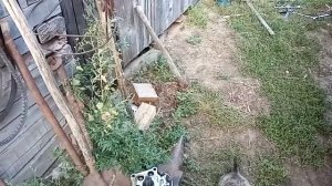Нашлась причина отказа гидравлики.