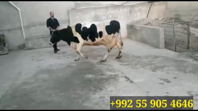 Срочно фурӯши срочно 16 января 2021 г. смотреть онлайн