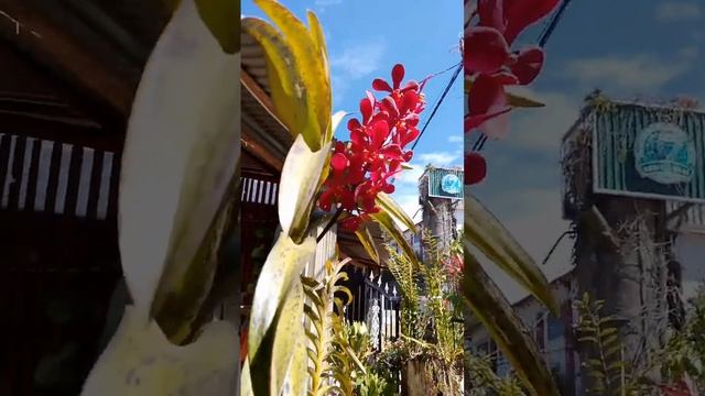 Дачная орхидея #орхидеи #вьетнам# цветы# красота# уход смотреть онлайн