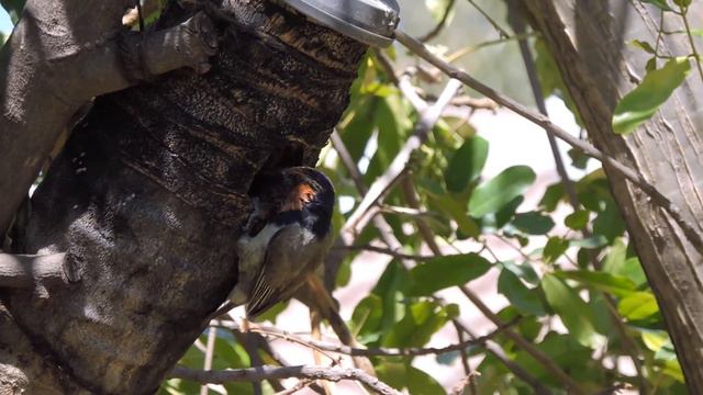 Black-collared Barbet at the nestling log смотреть онлайн