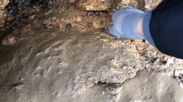 天气寒冷二哥赶海，冬季石头缝里藏着大量黄金螺，比辣螺还大很多 смотреть онлайн
