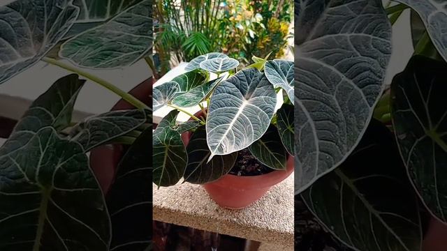 Alocasia Plant смотреть онлайн