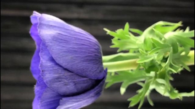 Романтичные и нежные цветы Анемоны (Anemone). Красивые цветы Анемона с множеством ярких оттенков смотреть онлайн