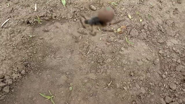Как безопасно словить ТАРАНТУЛА смотреть онлайн