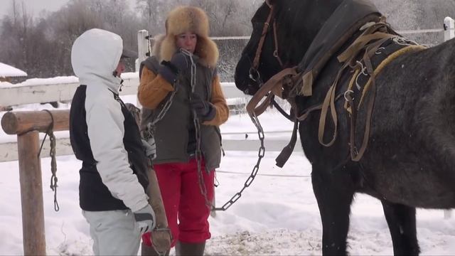 Обучение молодой лошади трелевочным работам. (заездка в сани)
