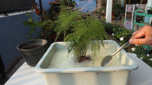 Repoting Asparagus Plumosus