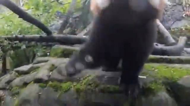 Red pandas.расные панды. смотреть онлайн