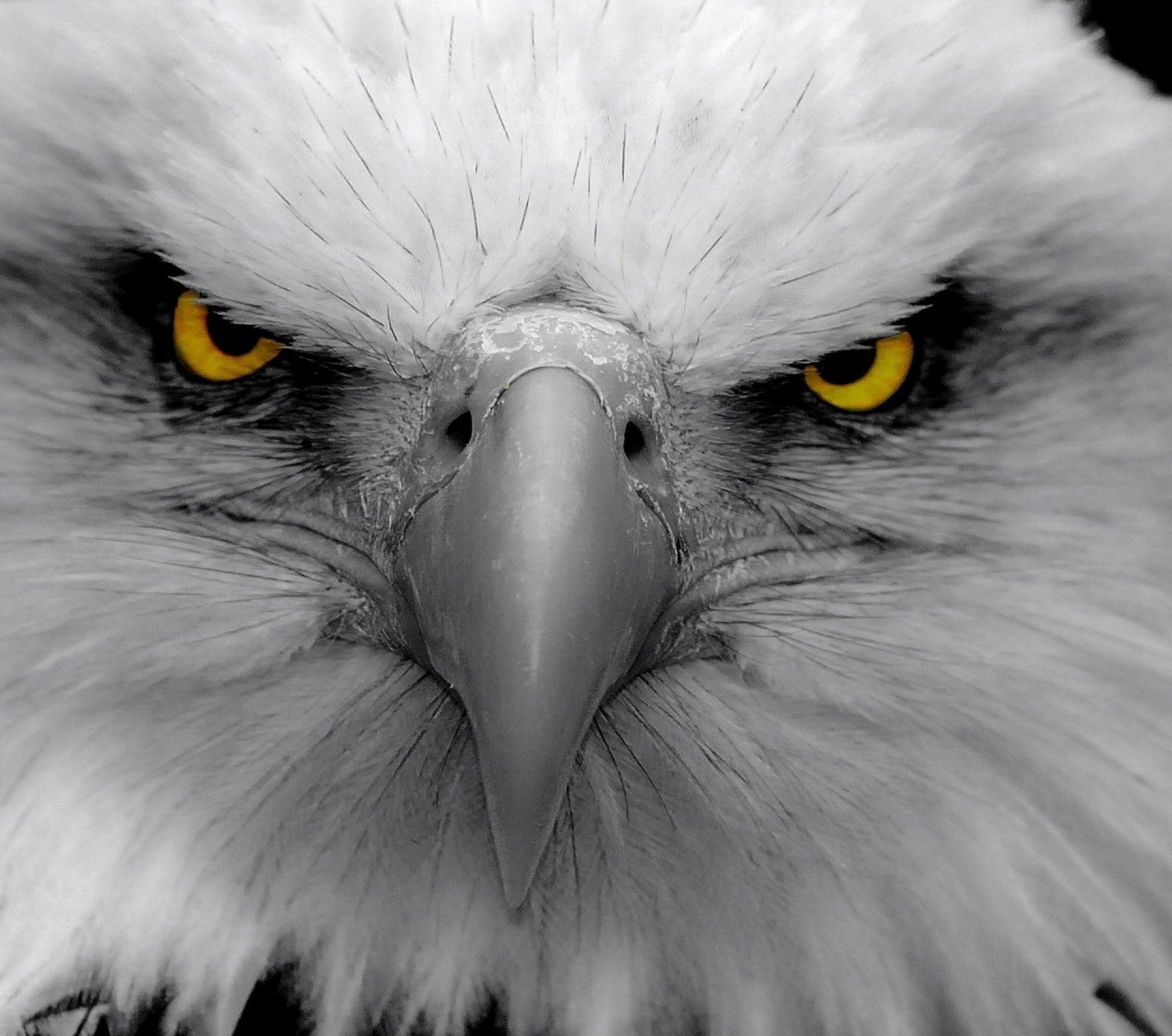 Ömer Bükülmezoğlu - Nure (Pette Bella Remix) ..автор ролика Светлый смотреть онлайн