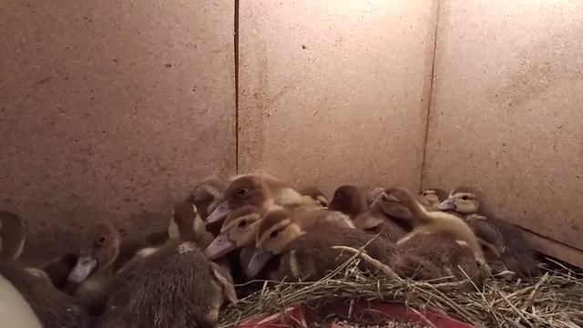 Инкубация индоуток и первые дни смотреть онлайн