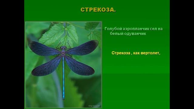 презентация насекомые для дошкольников смотреть онлайн