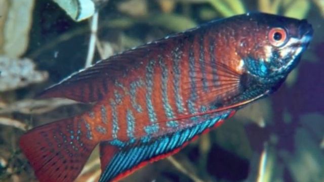 Colisa labiosa (Thick lipped gourami) смотреть онлайн