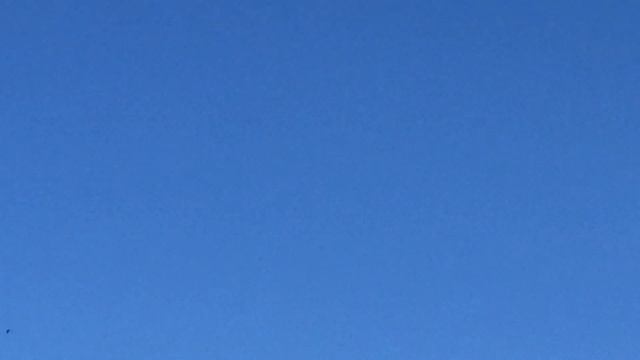 #Pigeon.Подготовка пискунов в сильный ветер для друга моего друга. смотреть онлайн