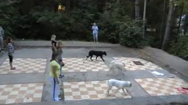 Дрессировка собак в ялте 2 часть смотреть онлайн