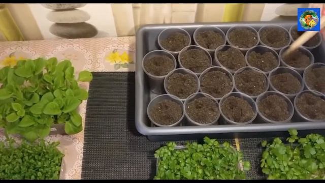 Как вырастить рассаду корневого сельдерея смотреть онлайн