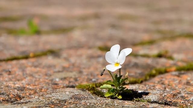 Пойте Иегове 3 "Бог есть любовь" | God Is Love смотреть онлайн