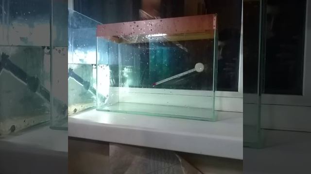 480 мальков Тернеций. Барбусов на нерест смотреть онлайн