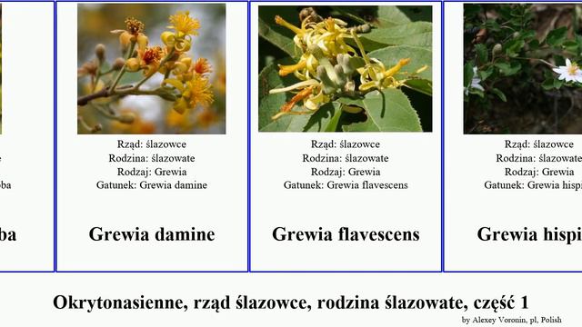 Okrytonasienne, rząd ślazowce, rodzina ślazowate, część 1 grewia baobab ketmia brachychiton biloba смотреть онлайн