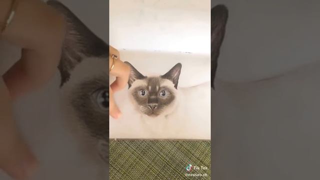 Эти рисунки моей сестры она эти рисунки рисовала в 10 лет смотреть онлайн