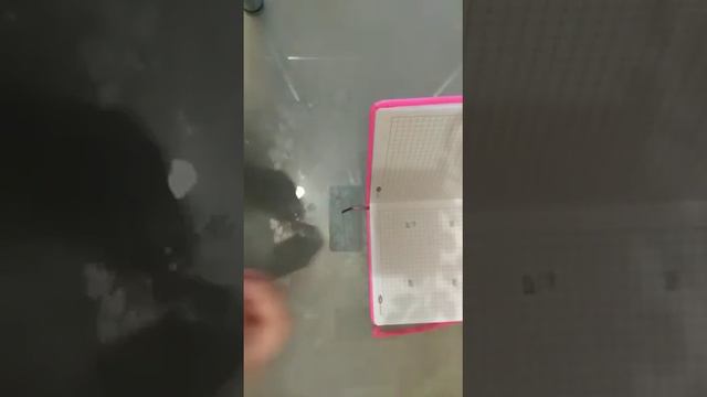 распаковка AMONG US смотреть онлайн