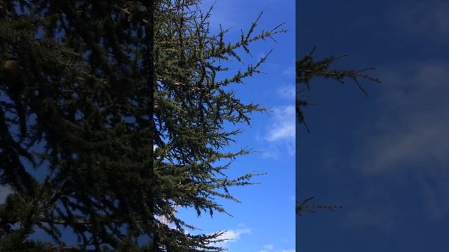 Atlas cedar (Cedrus atlantica) - branches - March 2018 смотреть онлайн