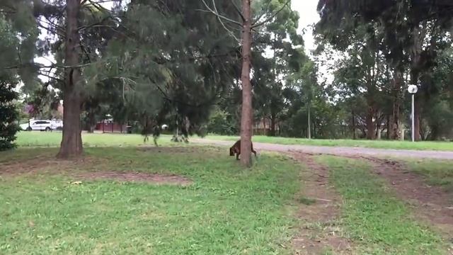 Hammy's Find It Game смотреть онлайн