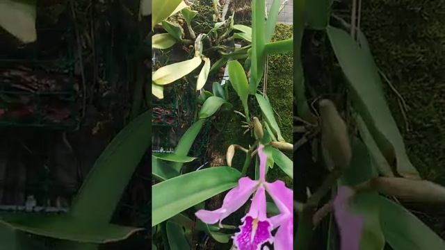 Размещение и посадка орхидей на моей лоджии смотреть онлайн