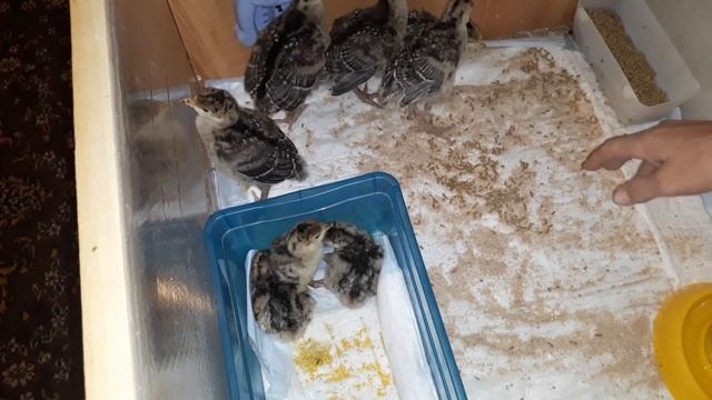 ИНДЮШАТА СУТОЧНЫЕ И ДЕСЯТИСУТОЧНЫЕ...
СРАВНИВАЮ ??? смотреть онлайн