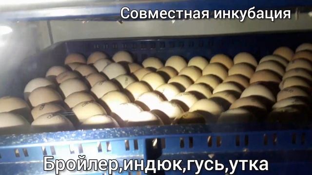 Совместная инкубация бройлер,индюк ,гусь,утка.Вывод бройлера. смотреть онлайн