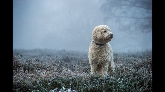Goldendoodle Size And Weight Guide (Teacup And Toy Including)