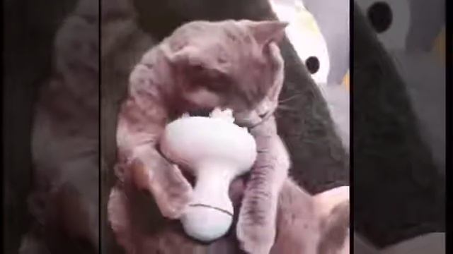 Смешной котик делает массаж. Лайфхак как правильно делать массаж. смотреть онлайн