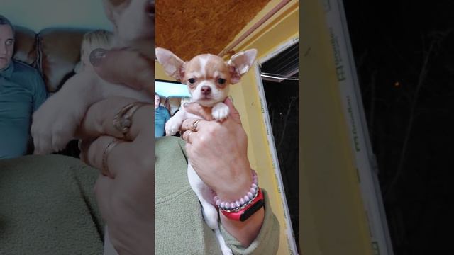 Эрика Космосовна мини чихуахуа ПРОДАНА ‼️ и передаёт привет своей семье питомник Кастропуло Крым смотреть онлайн