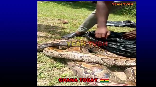 Prisoner Killed A Big Python Behind Nurses Training Collage In Ghana |01 Dangerous Animal смотреть онлайн