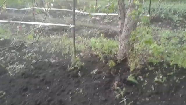 сажаю картошку сею грибы любимая дача шашлык пересолили смотреть онлайн