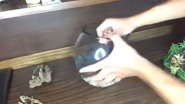 How To Make Arid Succulent Terrarium Bowls! смотреть онлайн