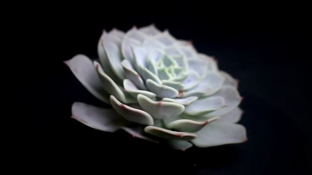 Echeveria Lola (Pink Tips) смотреть онлайн
